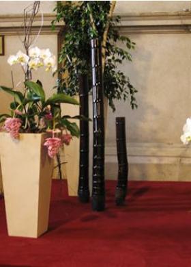 Orchidee in vaso per il matrimonio