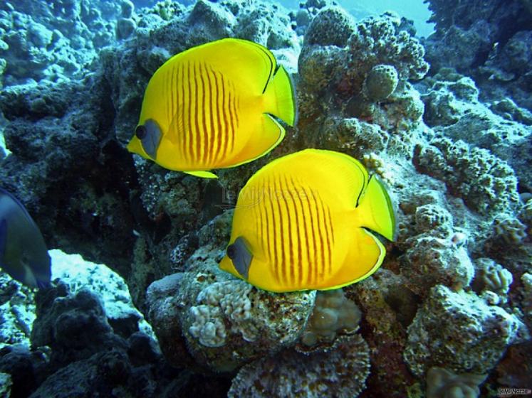 Diamond Vacation Consulente Borsaviaggi - Barriera Corallina