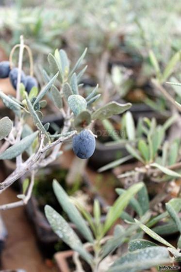 Tricarico Olivicoltura - Frutti del Bonsai