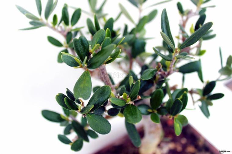 Tricarico Olivicoltura - Bomboniere Bonsai per matrimoni