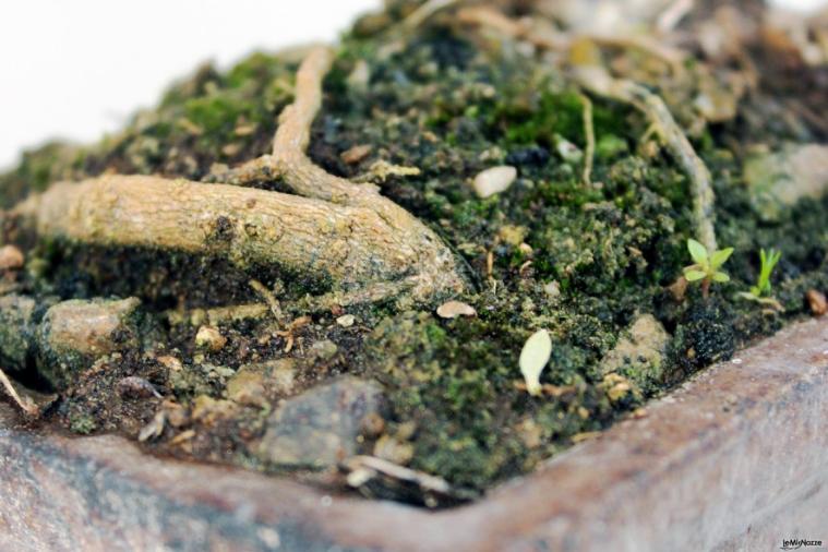 Tricarico Olivicoltura - Idee originali per bomboniere