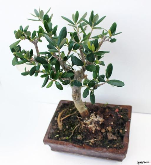 Tricarico Olivicoltura - Bonsai d'olivo per matrimoni
