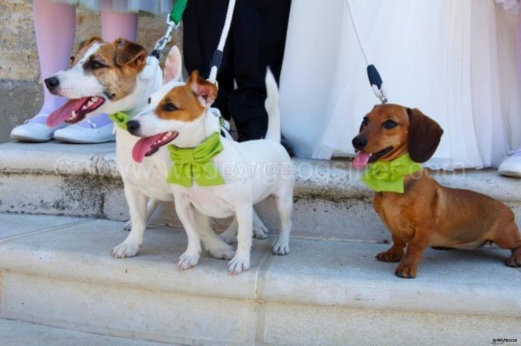 I cagnolini aspettano impazienti la sposa