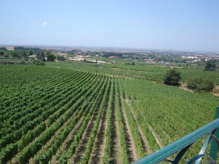 Vista sui vigneti della cantina