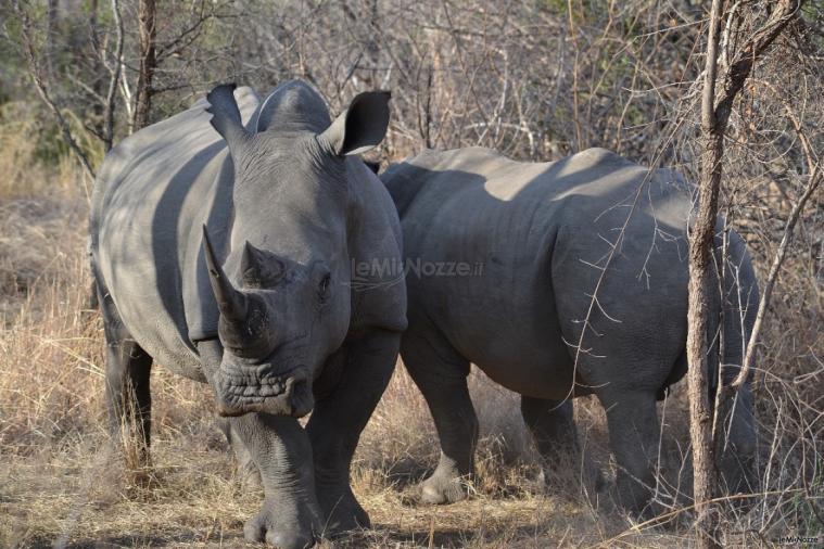 Orville Viaggi - Tour operator Sudafrica