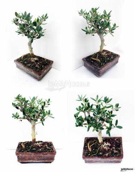 Tricarico Olivicoltura - Bomboniere originali