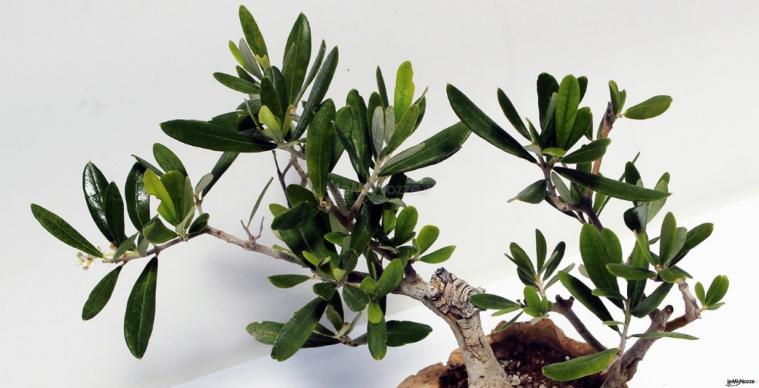 Tricarico Olivicoltura - Foglie di Bonsai
