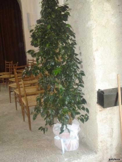 Fiori e piante per la cerimonia di matrimonio