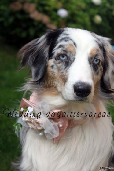 Grace - Wedding dogsittervarese