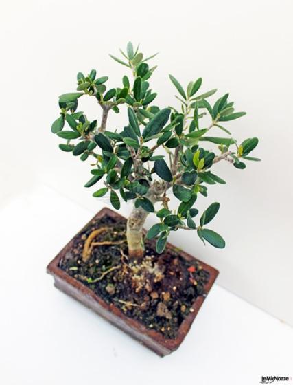 Tricarico Olivicoltura - Bonsai d'olivo