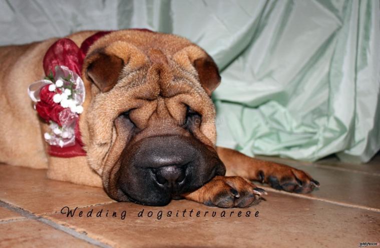 Olympia - Wedding dogsittervarese