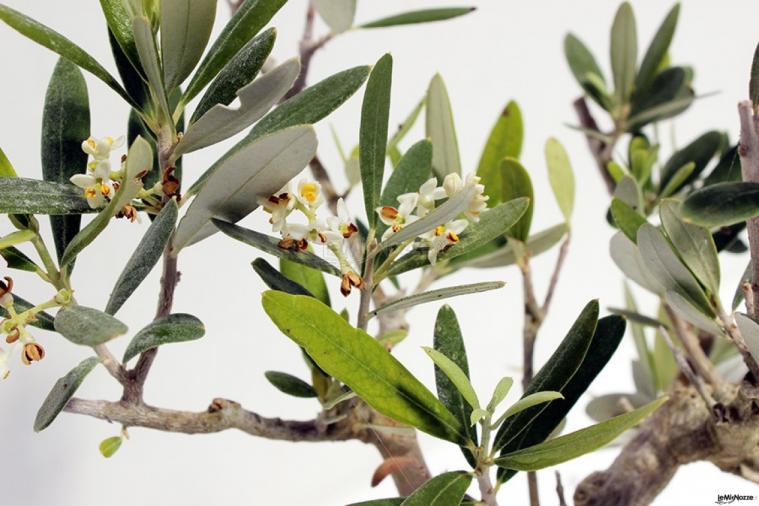 Tricarico Olivicoltura - Bomboniere originali a Terlizzi
