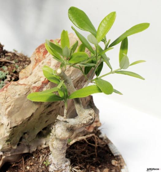 Tricarico Olivicoltura - Germogli del Bonsai