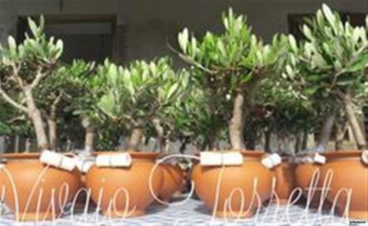 Ulivo in terracotta con pergamena
