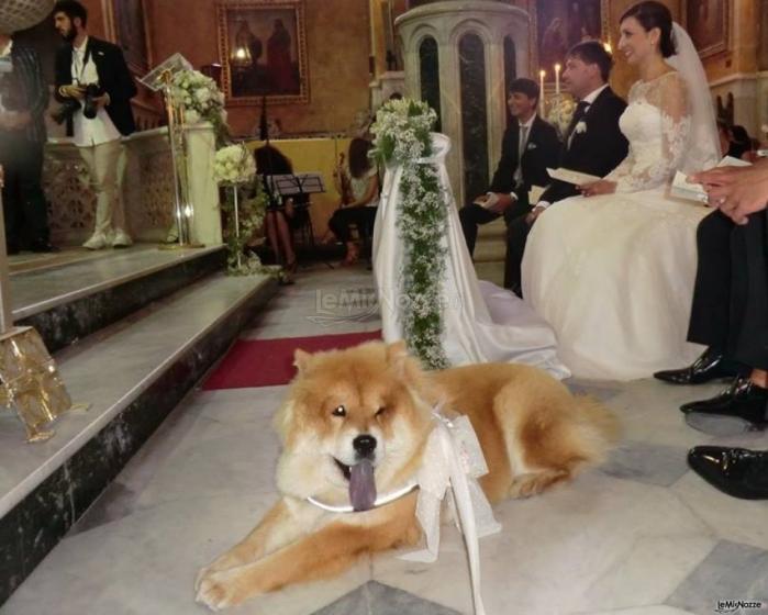 Pet Service Corato -  Dog sitter per il matrimonio