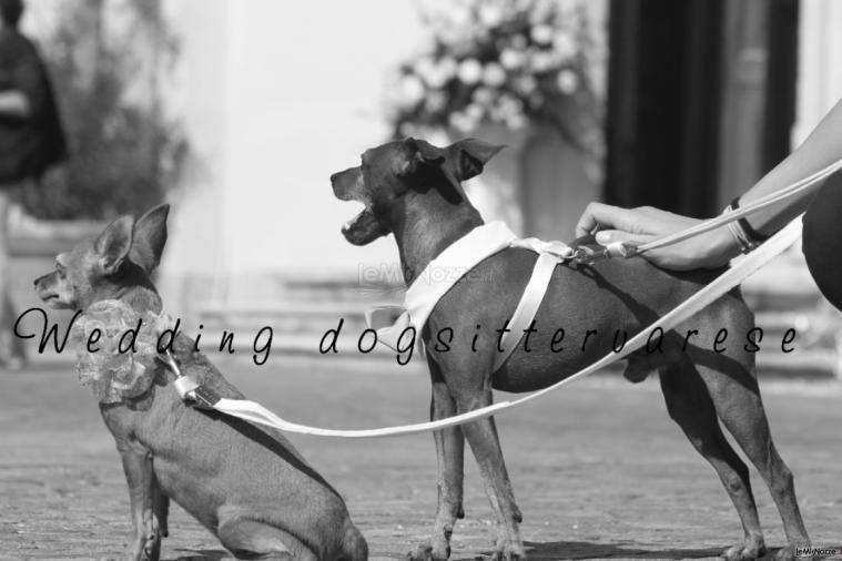 Aspettando la fine della cerimonia - Wedding dogsittervarese