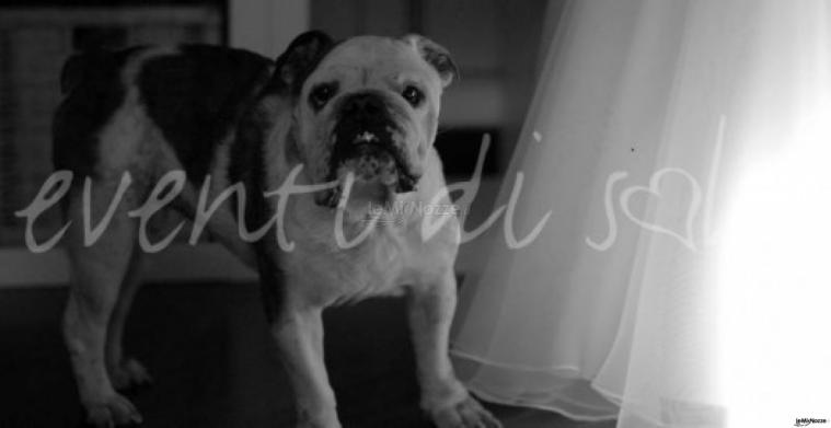 Wedding planner a Como - Eventi di Sole