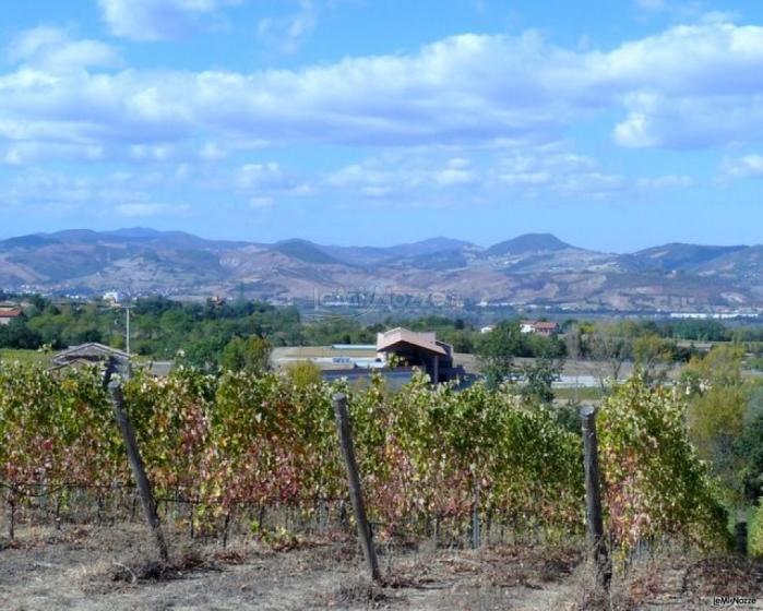 Le vigne del Casale