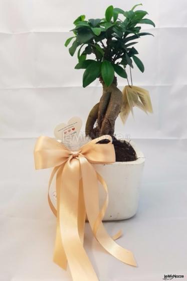 Il Giardino delle Fate - Bonsai