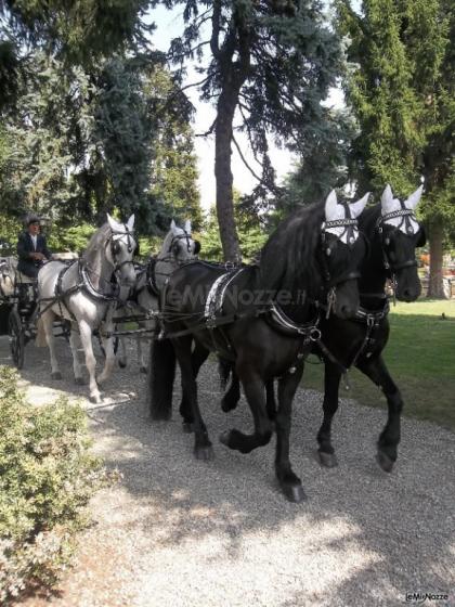 Azienda Marocco - Attacco misto ungheresi e frisoni
